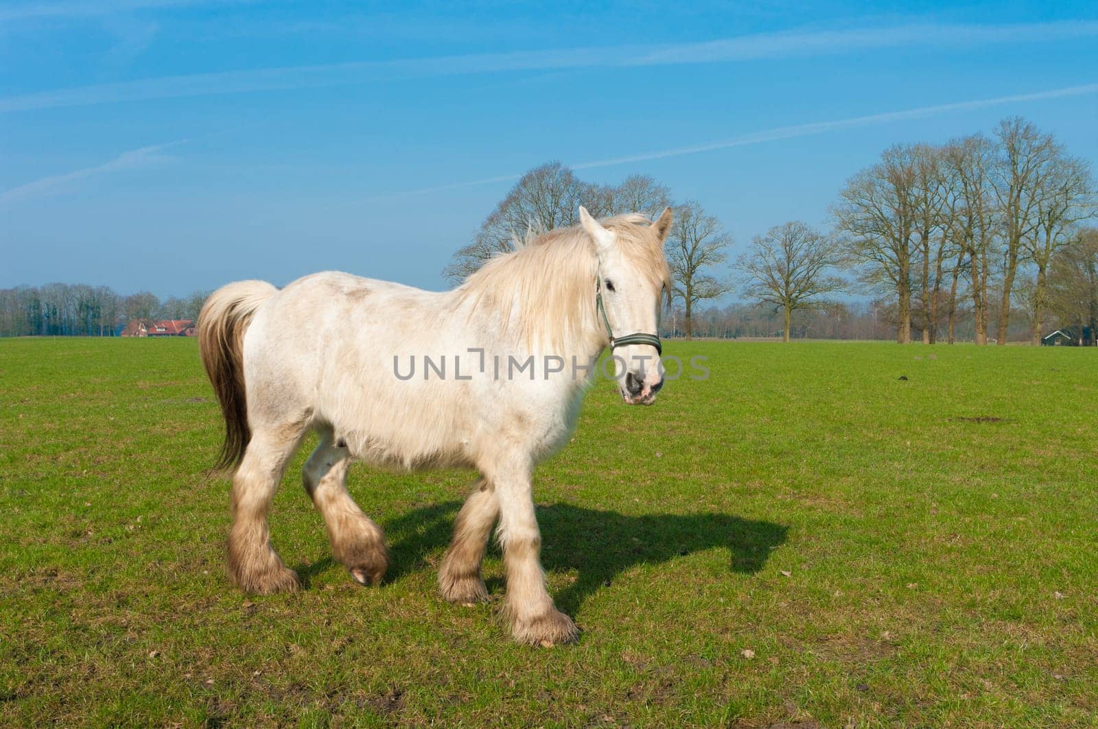 white horse in a dutch meadow