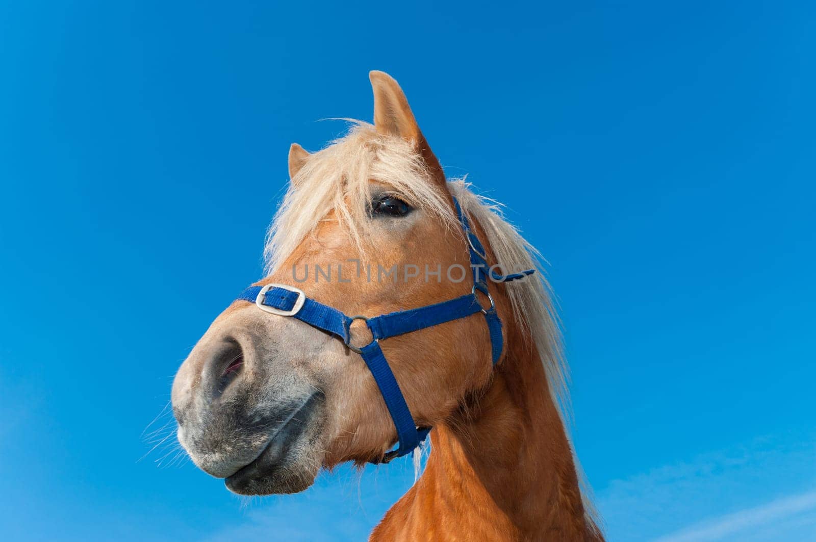 brown horse in a dutch meadow