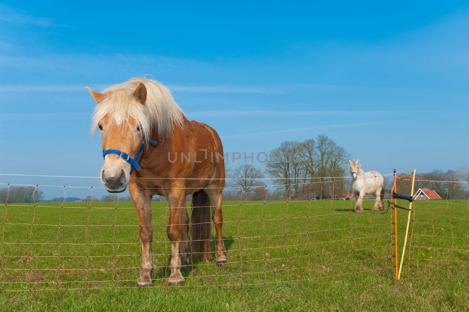 brown horse in a dutch meadow