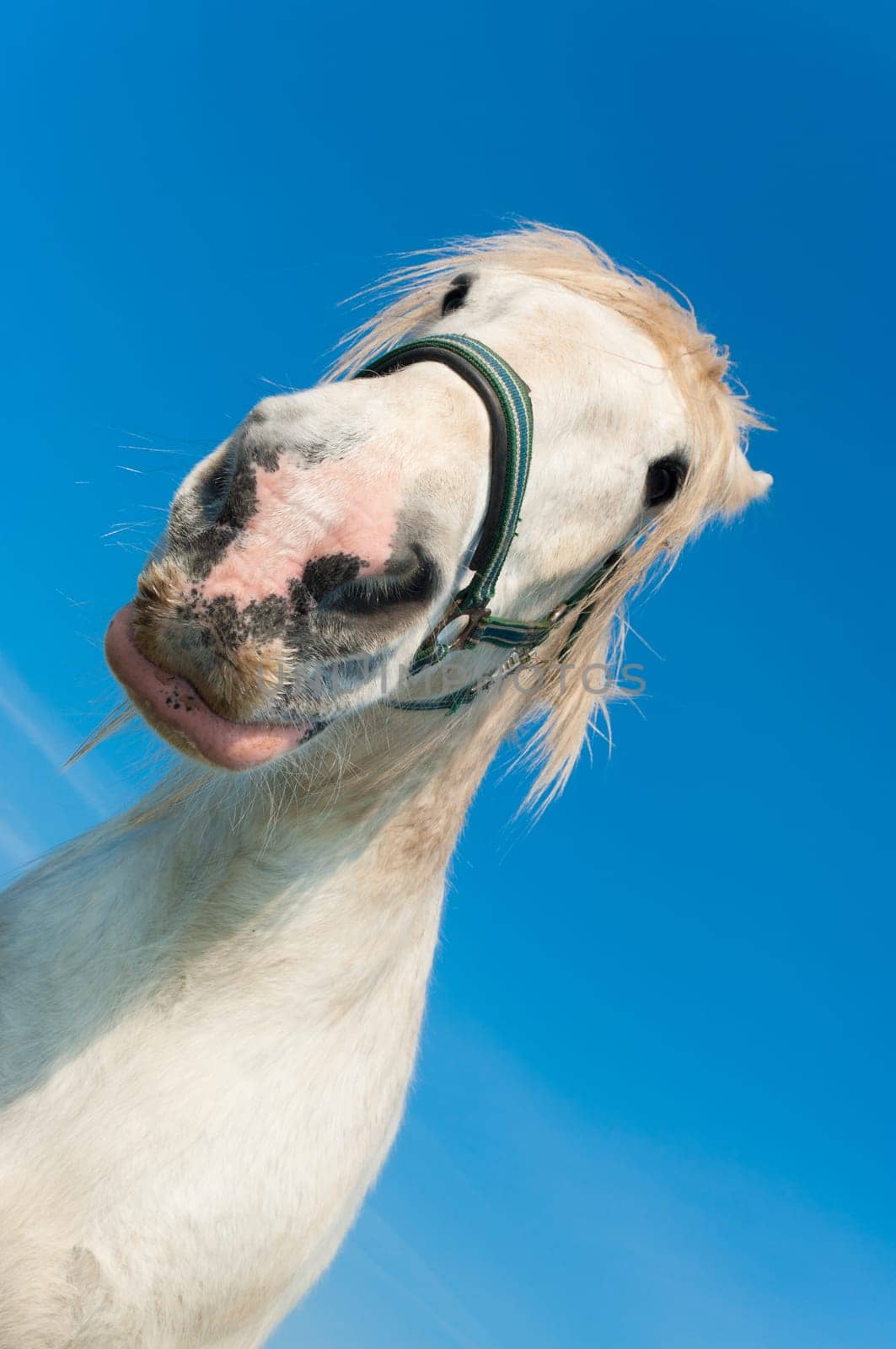 white horse in a dutch meadow