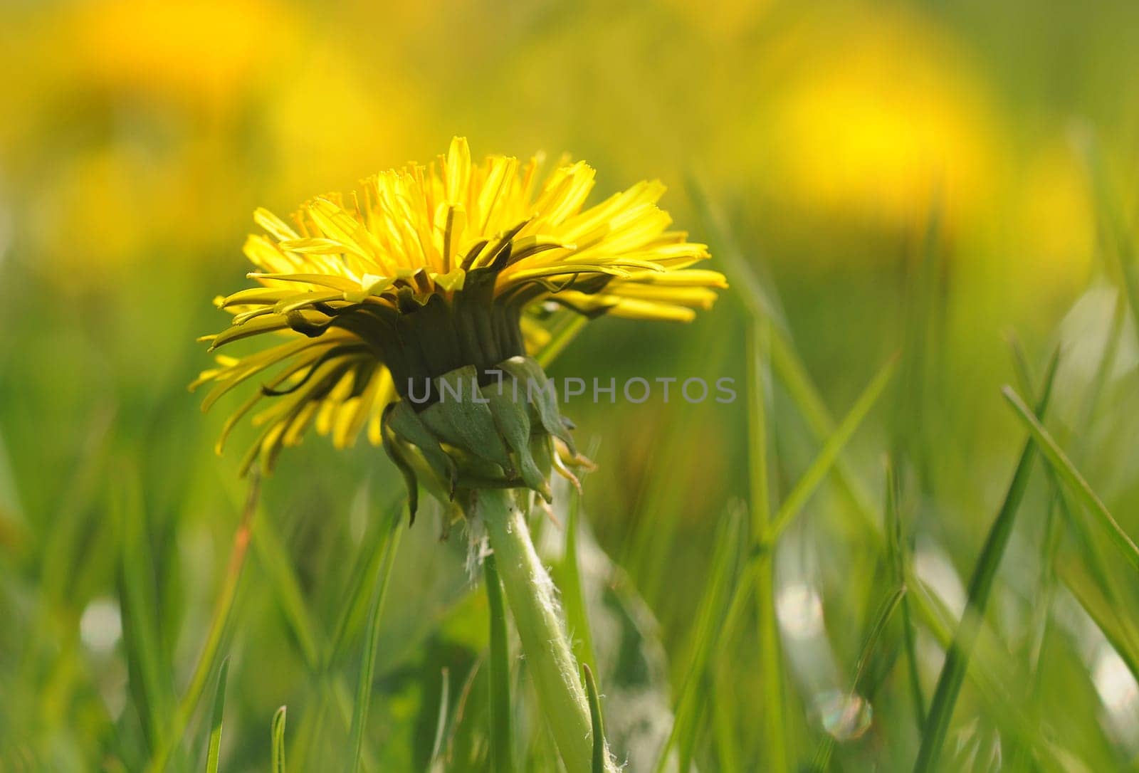 Dandelion Blossom