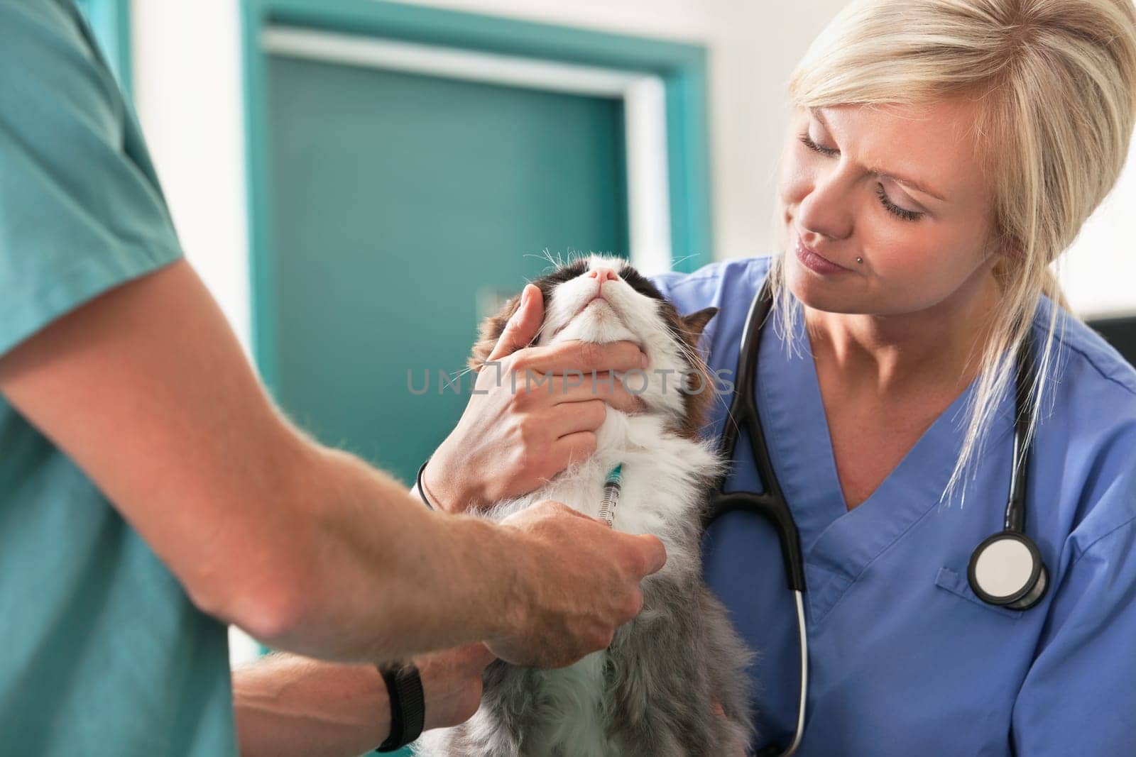 Female assistant watching a veterinarian draw blood