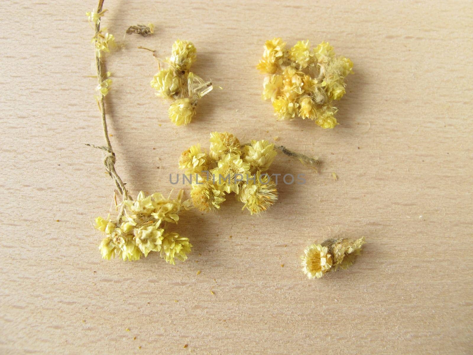 Yellow Cat's Paw,Stoechados Flos