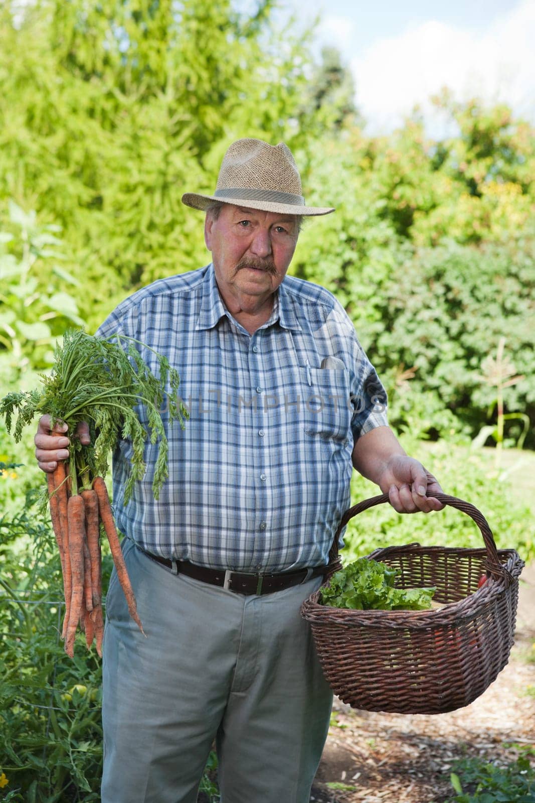 Portrait of senior man holding carrots in garden