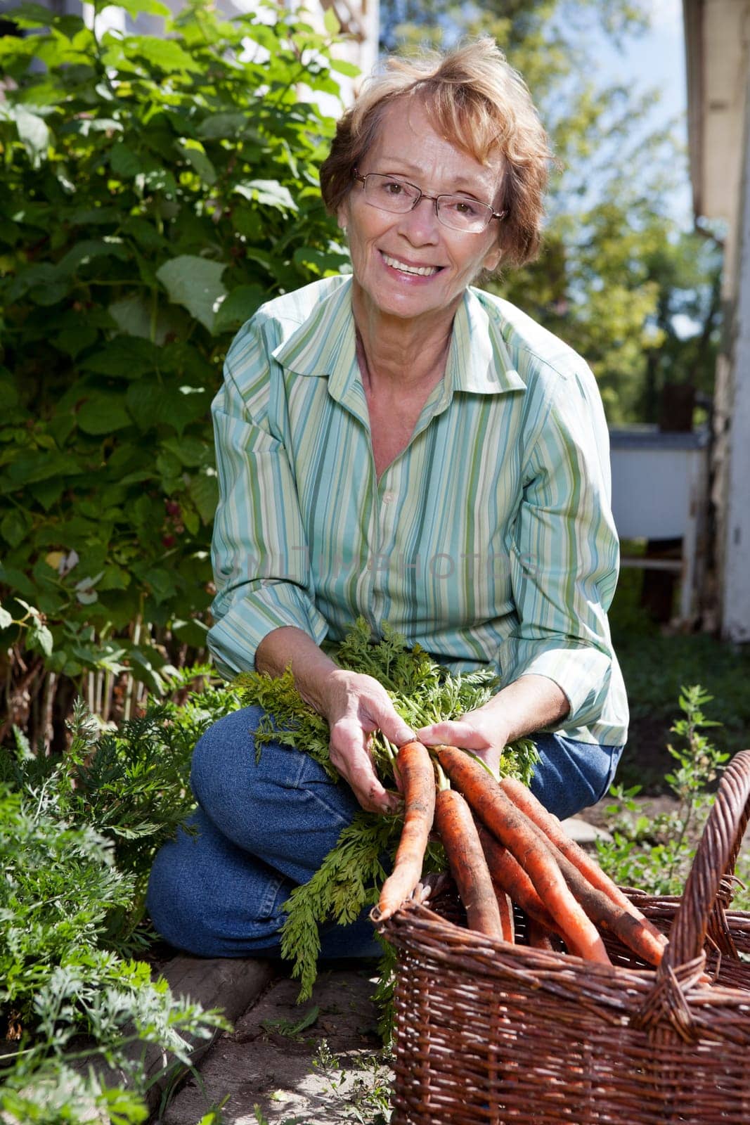Portrait of pretty senior woman harvesting carrots from garden