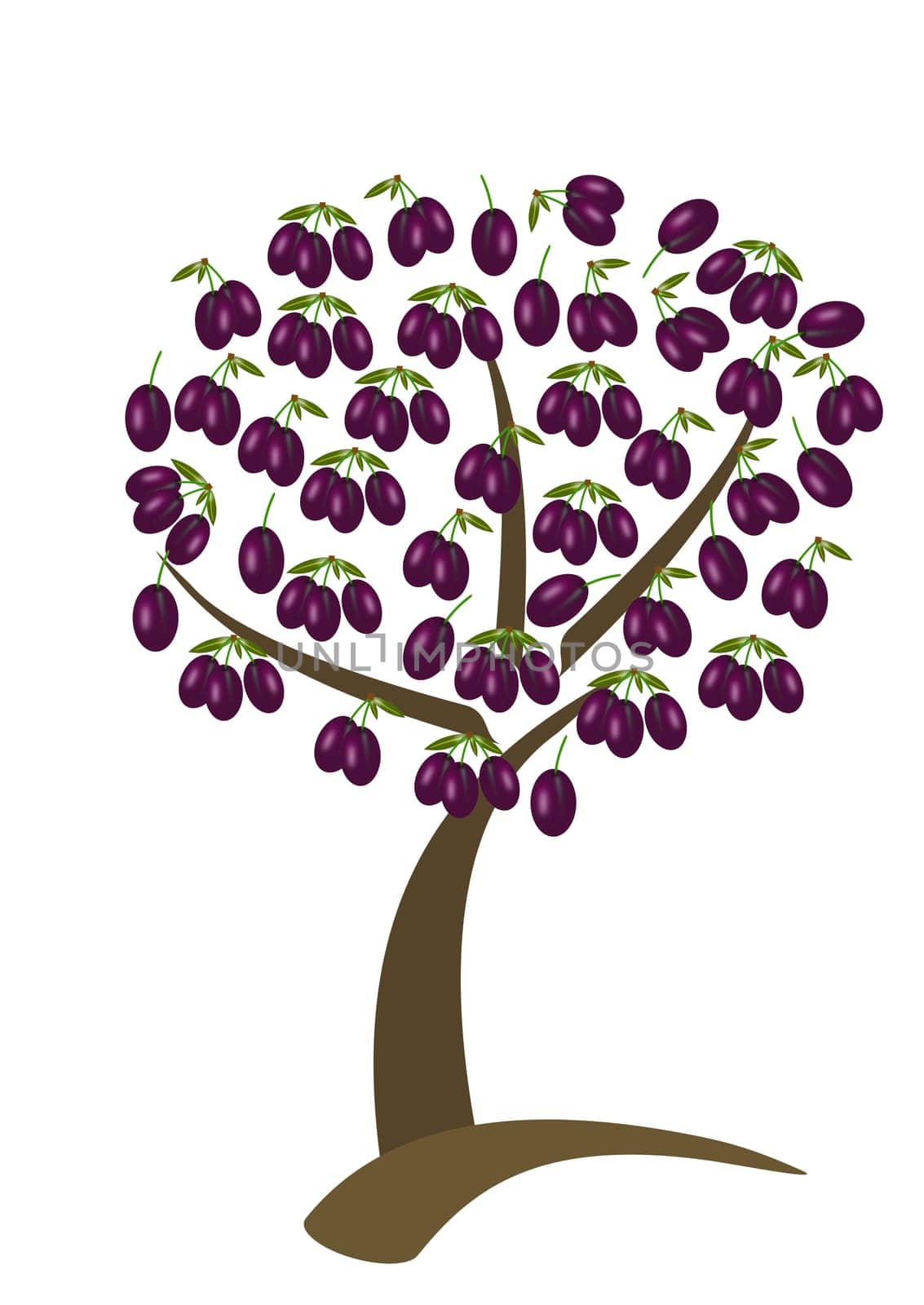 plums tree with the fruit