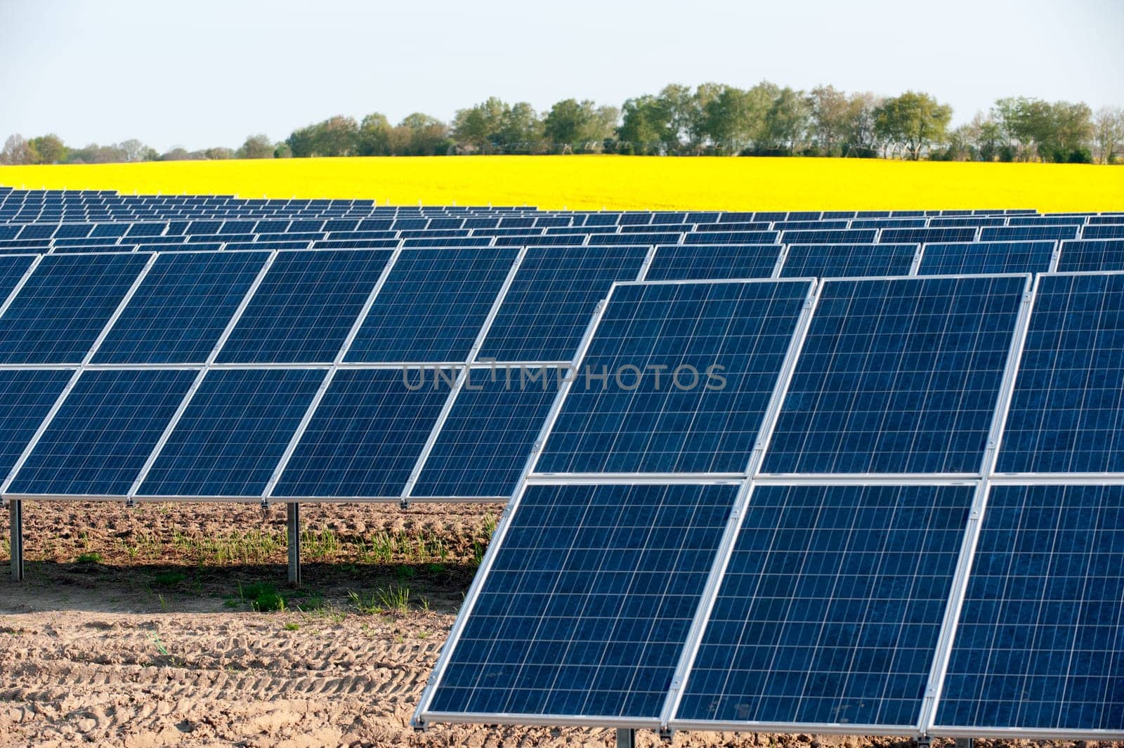 Solar panels in a rapeseed field