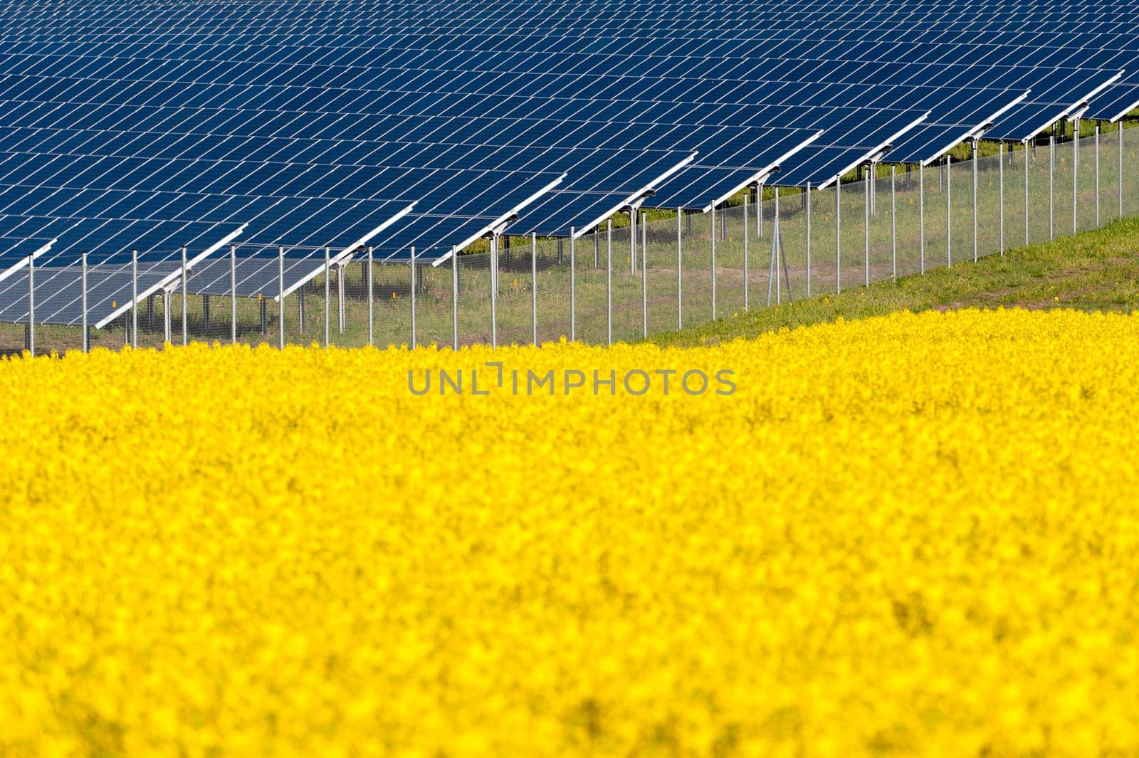 Solar panels in a rapeseed field