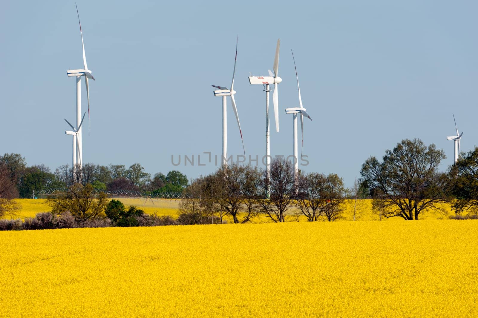Wind turbines in a rapeseed field
