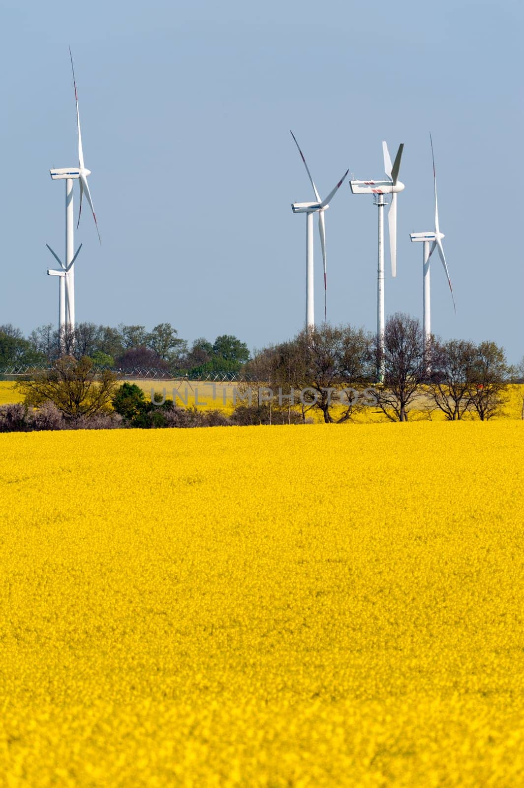 Wind turbines in a rapeseed field