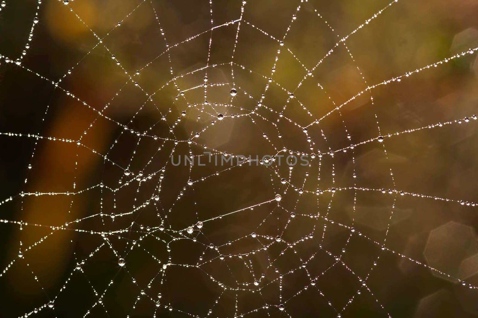 Close-up of the spider web with glistening dewdrops