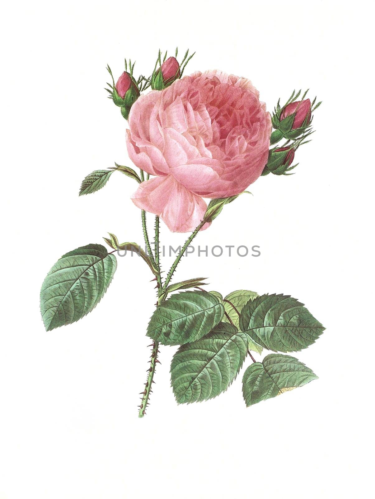 Antique illustration of a rosa centifolia engraved by Pierre-Joseph Redoute (1759 - 1840), nicknamed "The Raphael of flowers""."