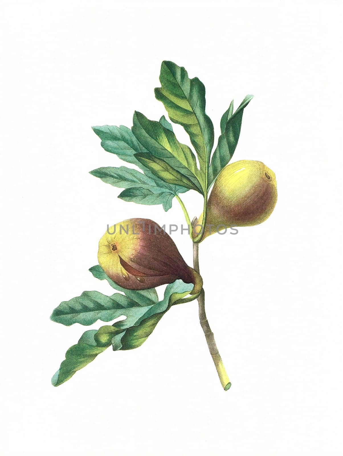 Antique illustration of a figue violette engraved by Pierre-Joseph Redoute (1759 - 1840), nicknamed "The Raphael of flowers""."