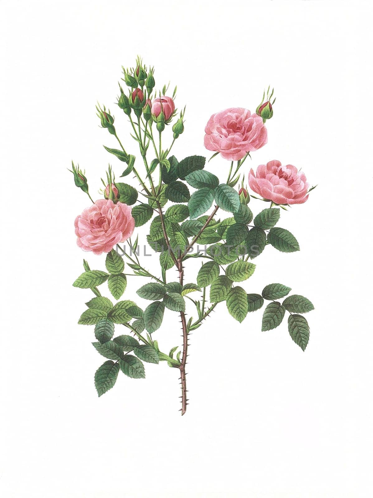Antique illustration of a rose engraved by Pierre-Joseph Redoute (1759 - 1840), nicknamed "The Raphael of flowers""."