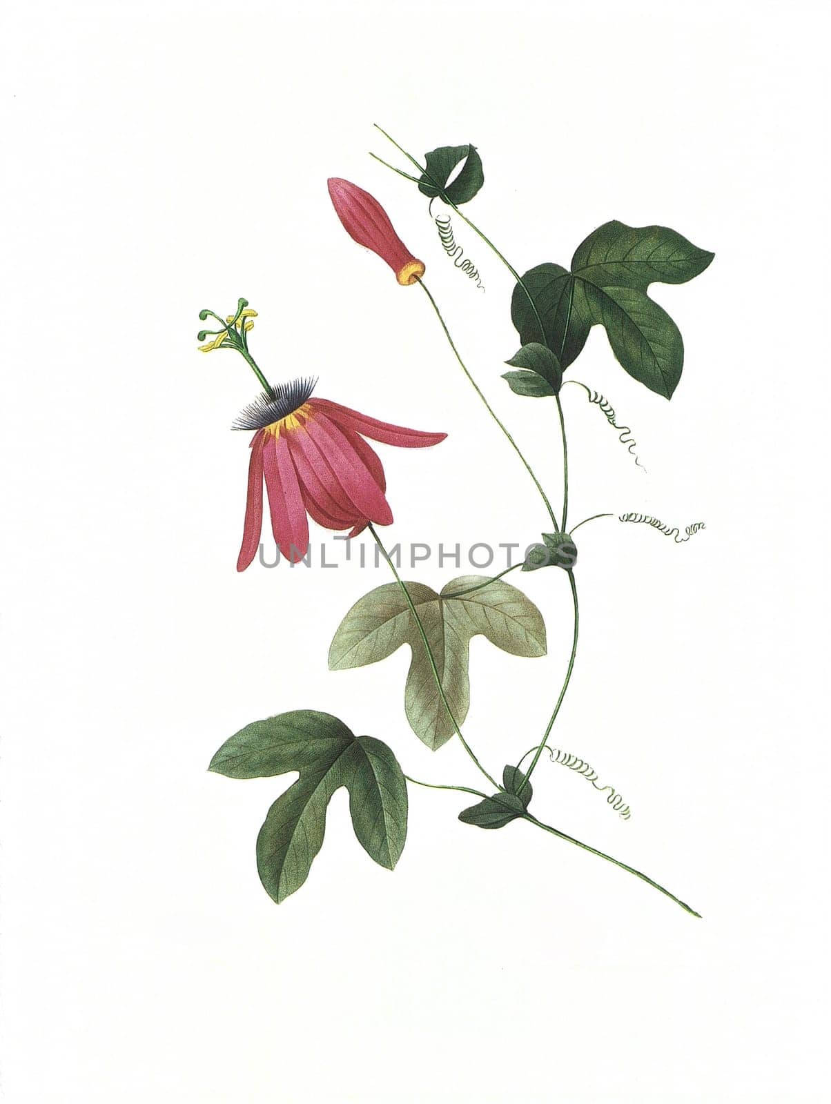 Antique illustration of a passiflora engraved by Pierre-Joseph Redoute (1759 - 1840), nicknamed "The Raphael of flowers""."