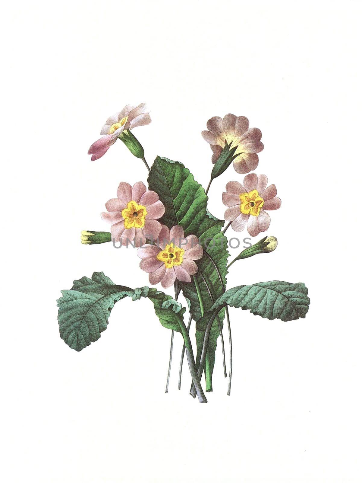 Antique illustration of a primevere engraved by Pierre-Joseph Redoute (1759 - 1840), nicknamed "The Raphael of flowers""."