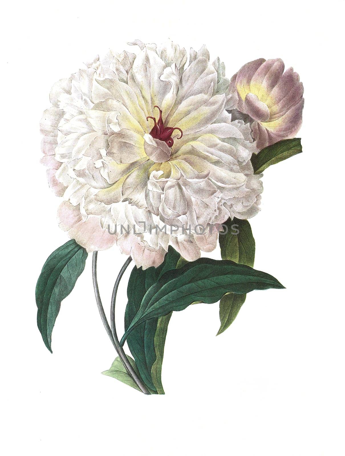 Antique illustration of a peonia engraved by Pierre-Joseph Redoute (1759 - 1840), nicknamed "The Raphael of flowers""."