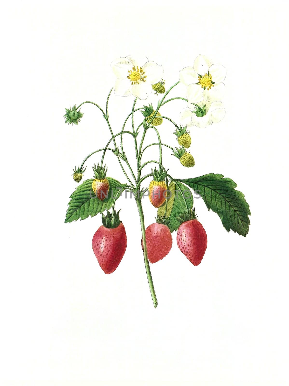 Antique illustration of a fraisier engraved by Pierre-Joseph Redoute (1759 - 1840), nicknamed "The Raphael of flowers""."