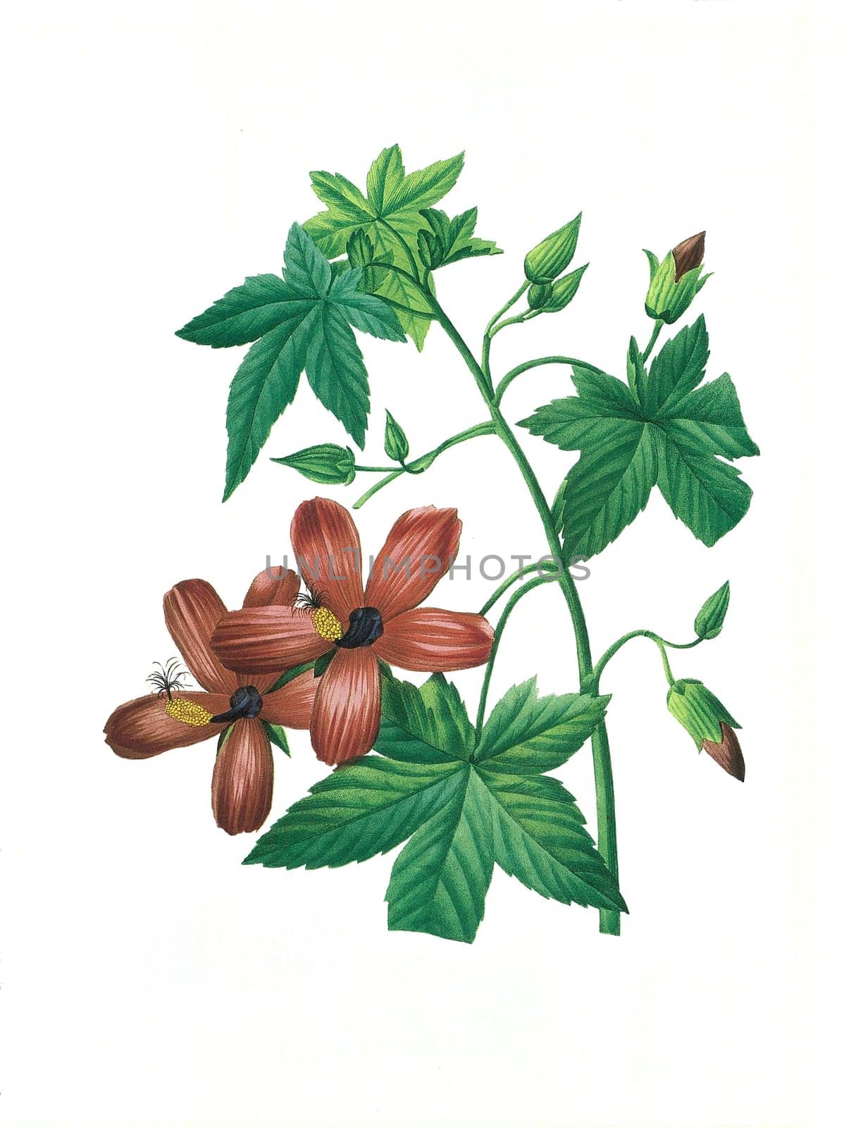 Antique illustration of a hibiscus engraved by Pierre-Joseph Redoute (1759 - 1840), nicknamed "The Raphael of flowers""."