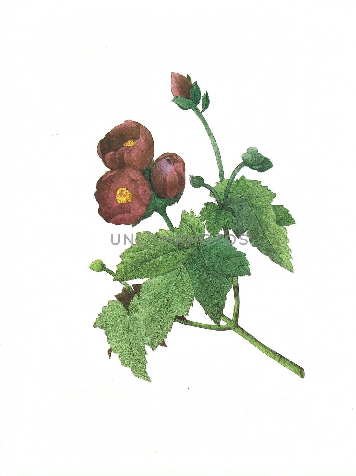 Antique illustration of a malva engraved by Pierre-Joseph Redoute (1759 - 1840), nicknamed "The Raphael of flowers""."