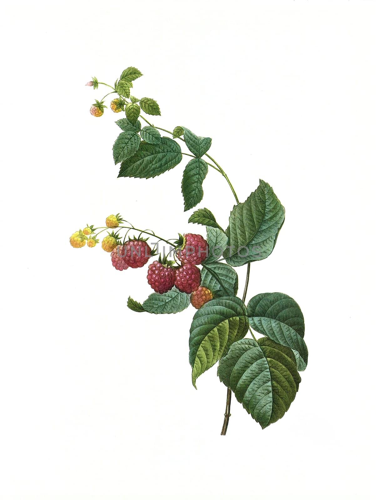 Antique illustration of a framboisier engraved by Pierre-Joseph Redoute (1759 - 1840), nicknamed "The Raphael of flowers""."