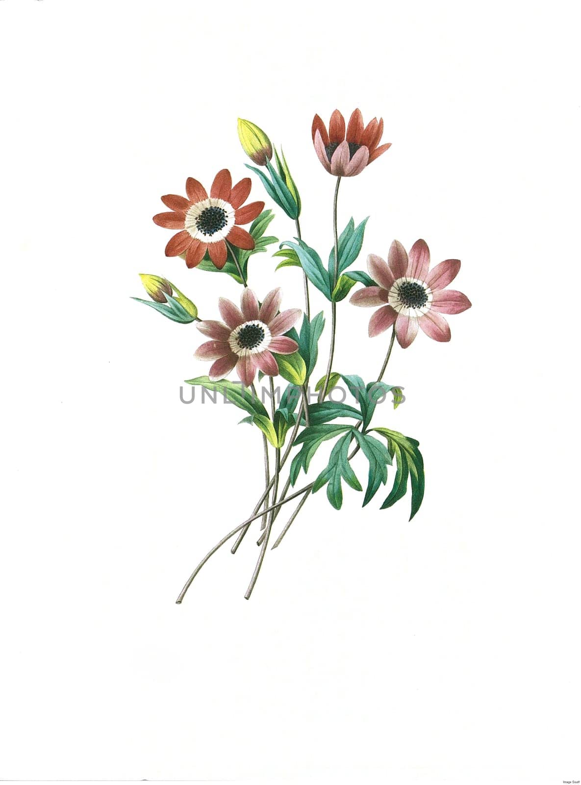 Antique illustration of a anemone etoilee engraved by Pierre-Joseph Redoute (1759 - 1840), nicknamed "The Raphael of flowers""."