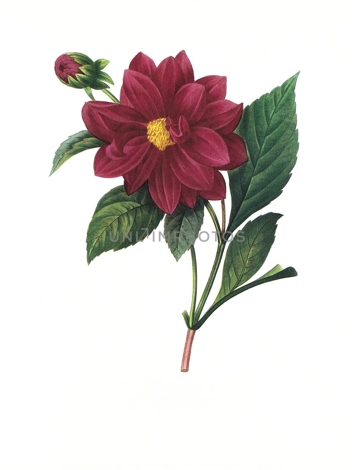 Antique illustration of a dahlia double engraved by Pierre-Joseph Redoute (1759 - 1840), nicknamed "The Raphael of flowers""."