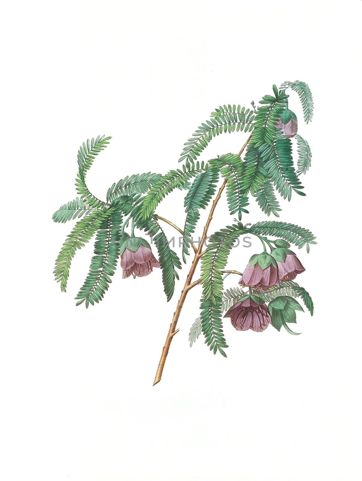 Antique illustration of a spaendoncea tamarandifolia engraved by Pierre-Joseph Redoute (1759 - 1840), nicknamed "The Raphael of flowers""."