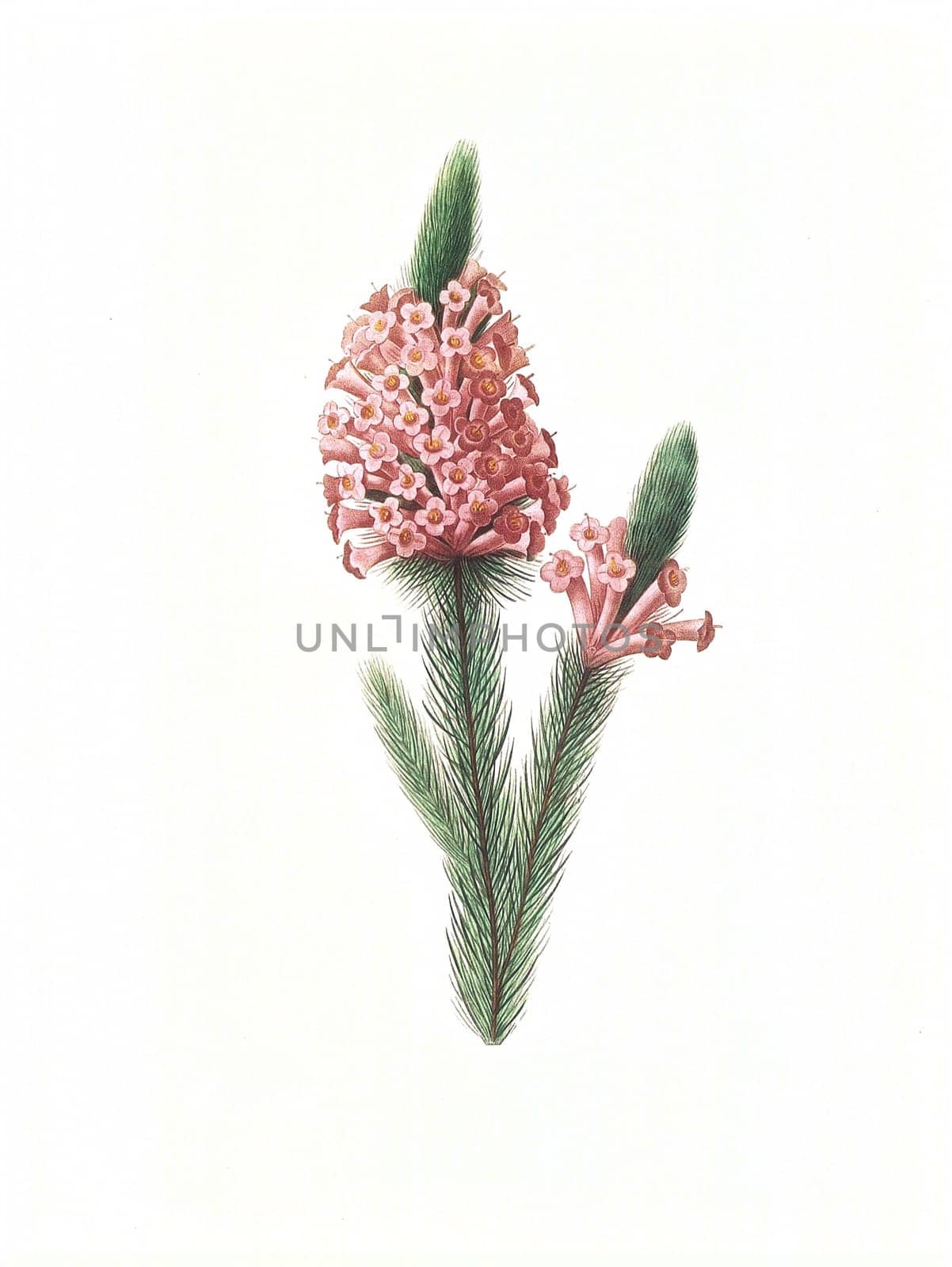 Antique illustration of a erica engraved by Pierre-Joseph Redoute (1759 - 1840), nicknamed "The Raphael of flowers""."