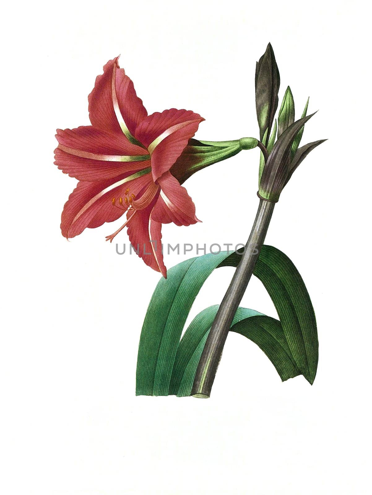 Antique illustration of a amaryllis bresilienne engraved by Pierre-Joseph Redoute (1759 - 1840), nicknamed "The Raphael of flowers""."