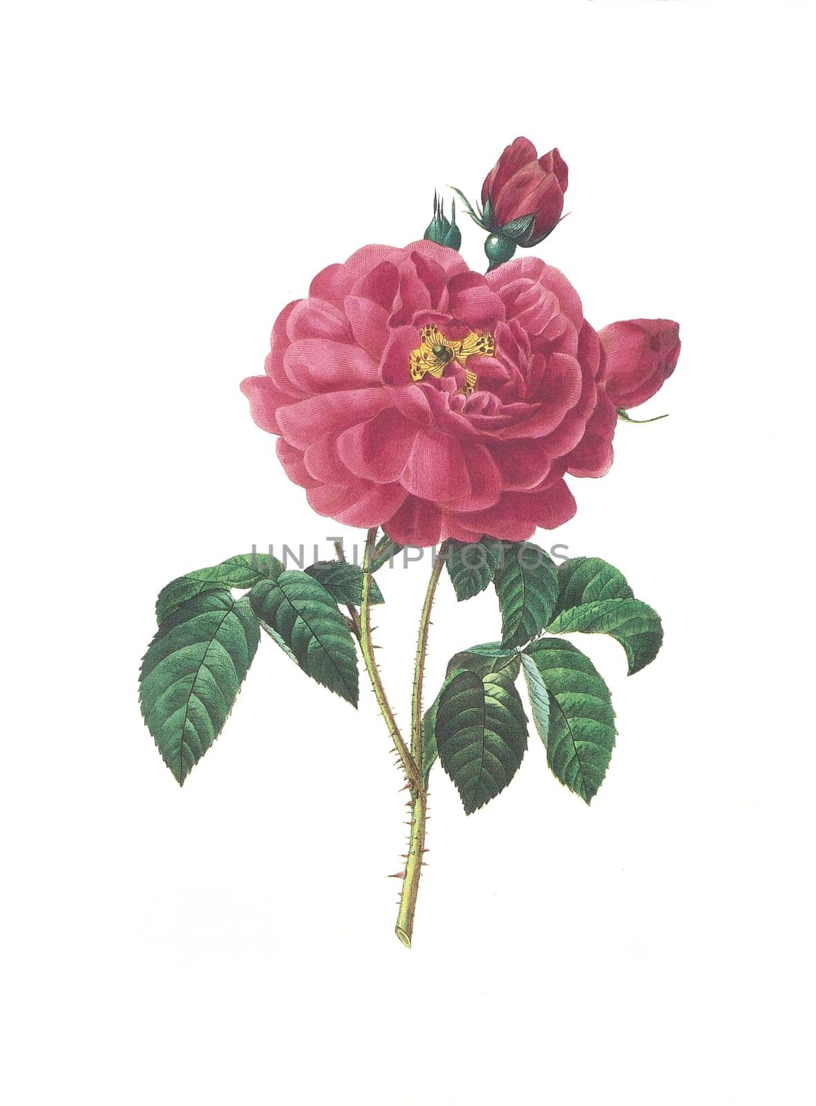 Antique illustration of a rose simplex engraved by Pierre-Joseph Redoute (1759 - 1840), nicknamed "The Raphael of flowers""."