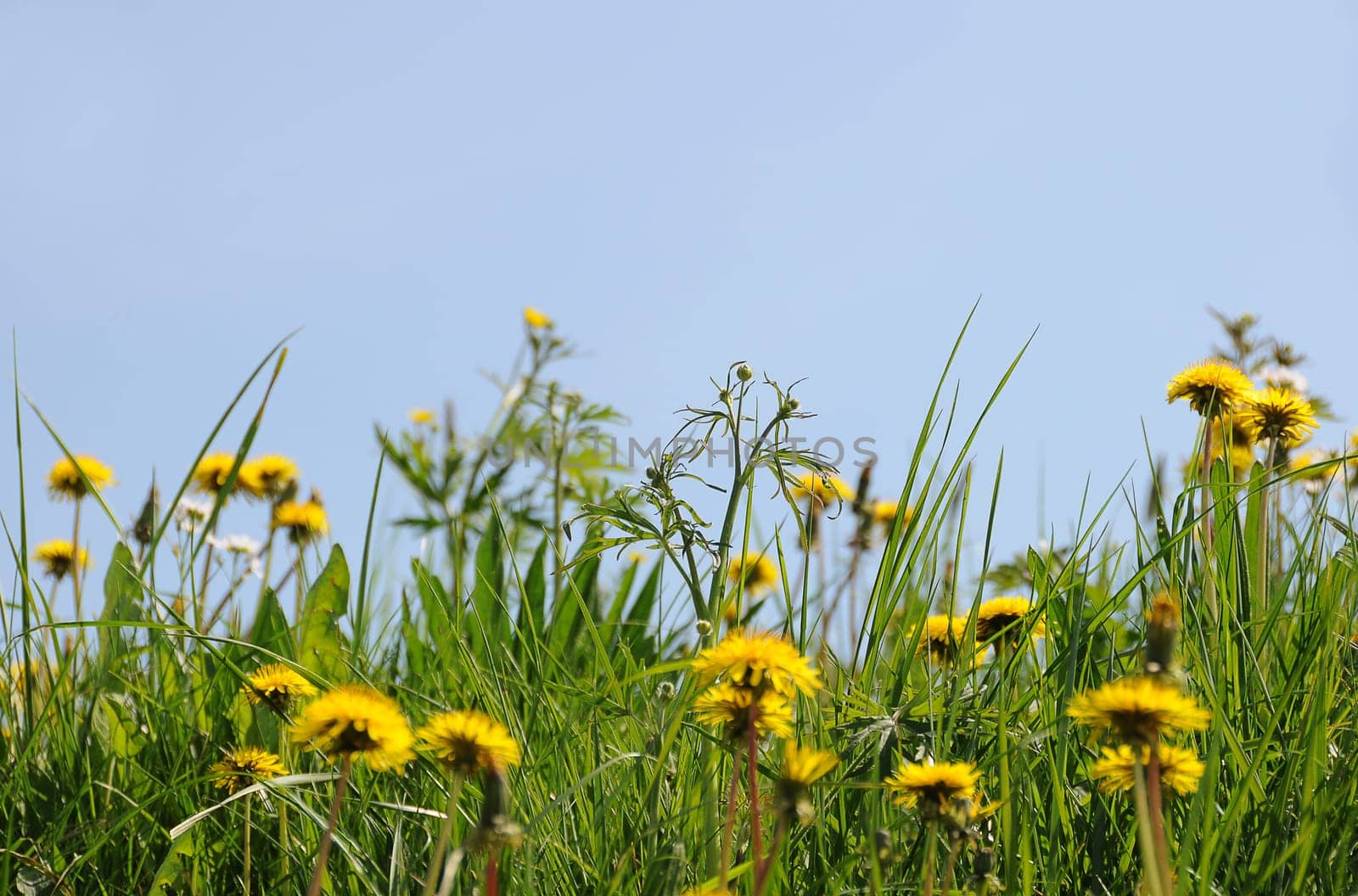 Dandelion meadow
