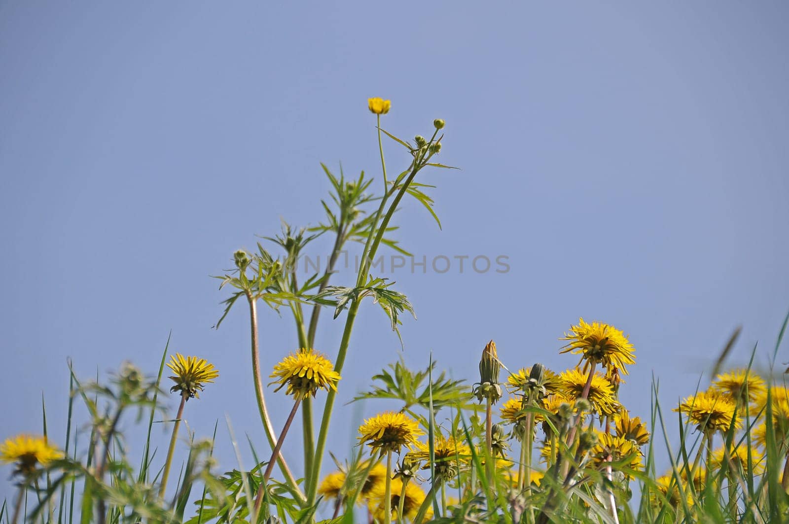 Dandelion meadow