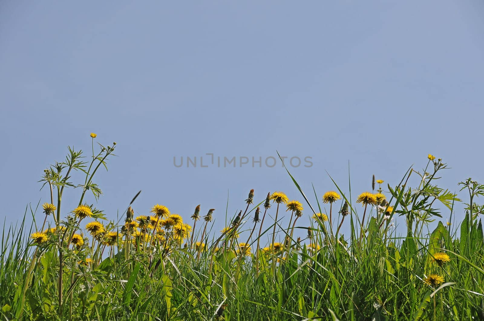 Dandelion meadow