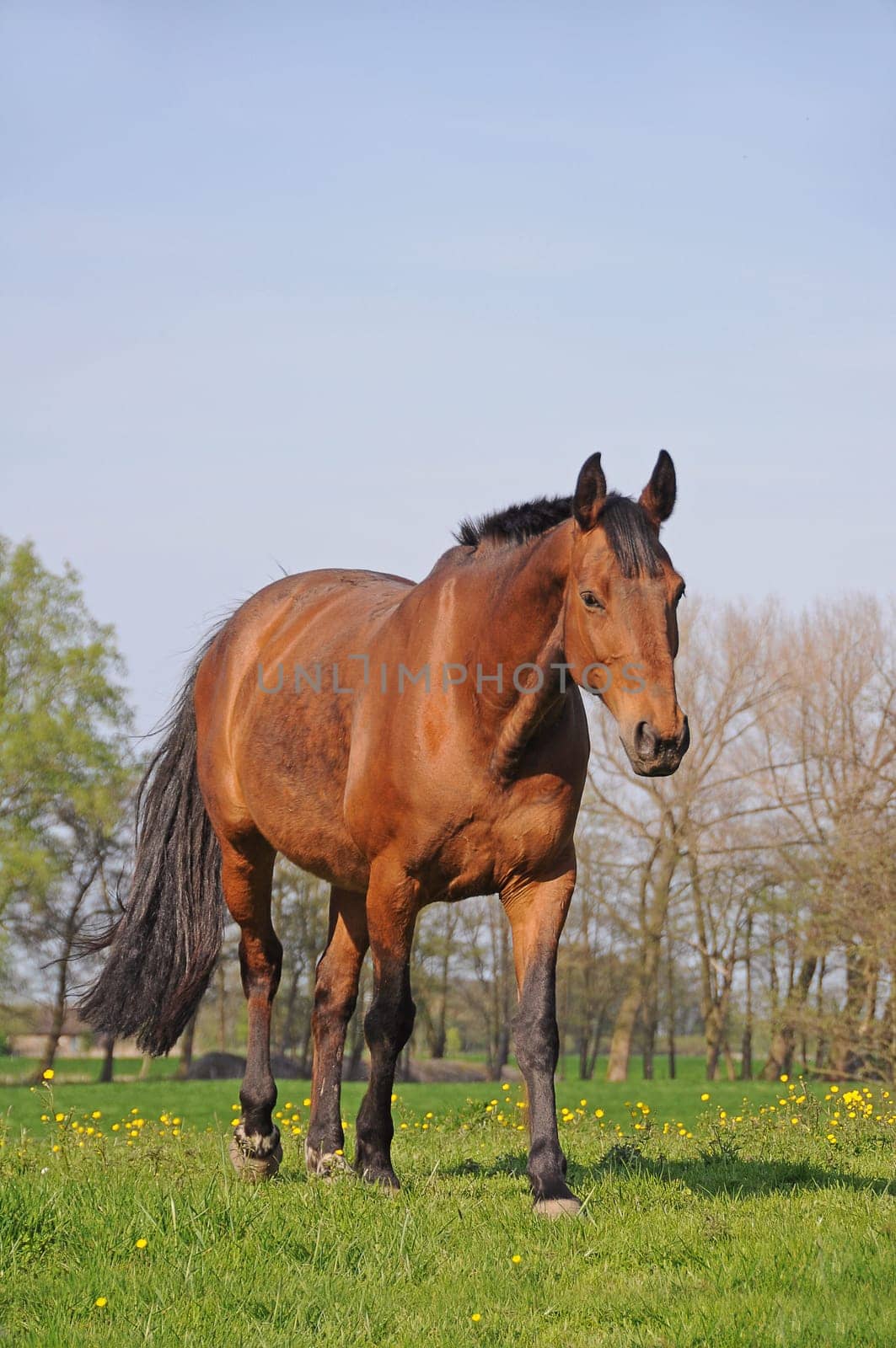 Horse