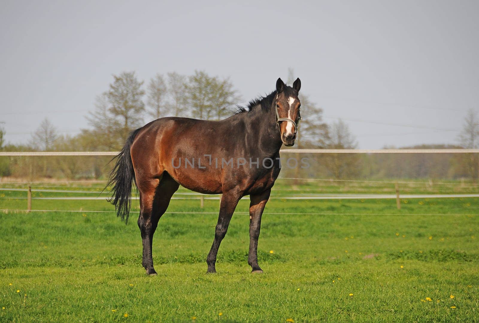 Horse