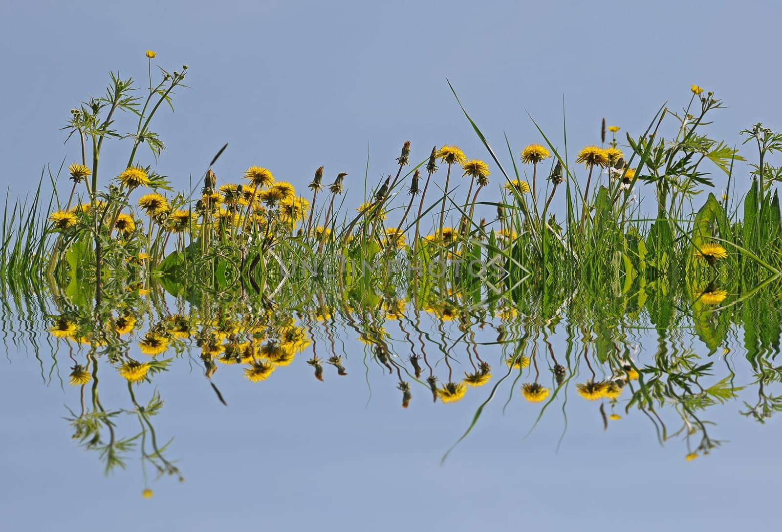 Dandelion meadow