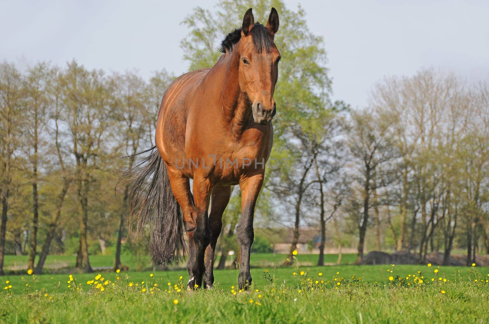 Horse