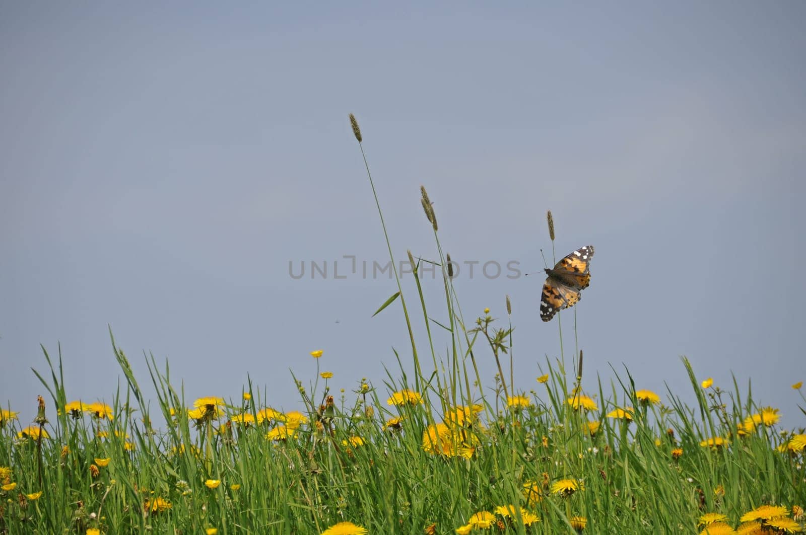 Dandelion meadow