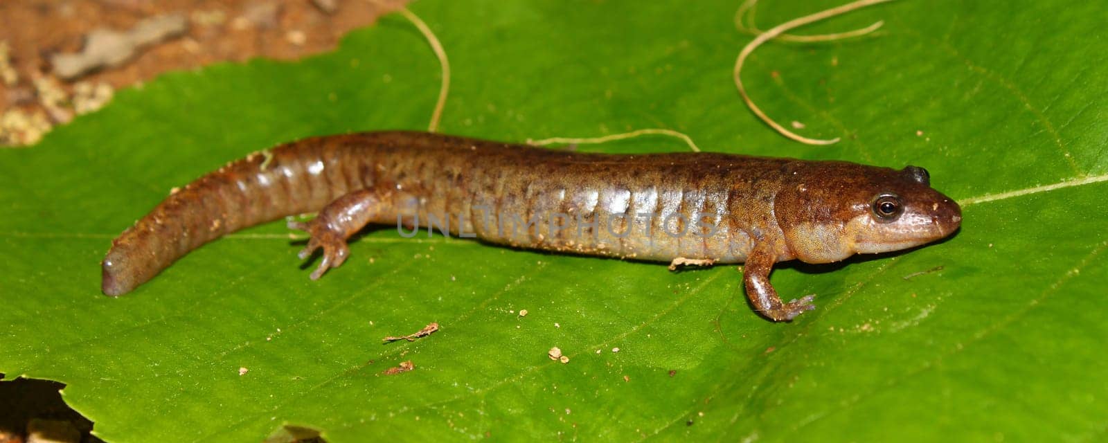 Dusky Salamander (Desmognathus conanti) in southern USA.