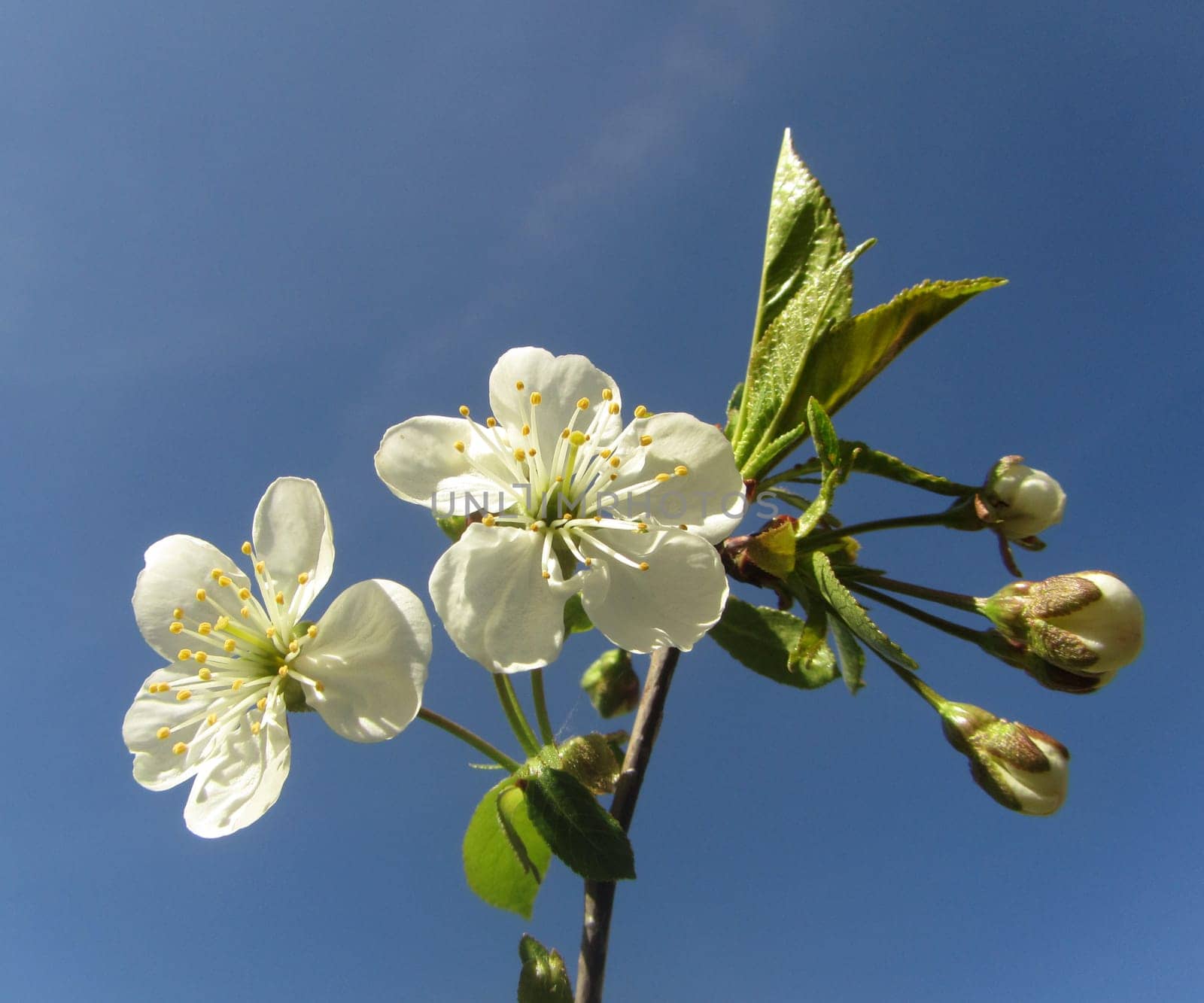 Cherry tree - Prunus cerasus
