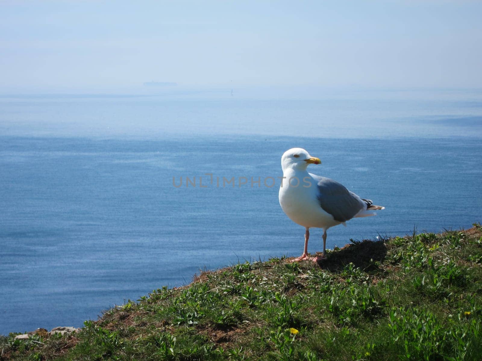 seagull sitting high over ocean looking in the camera