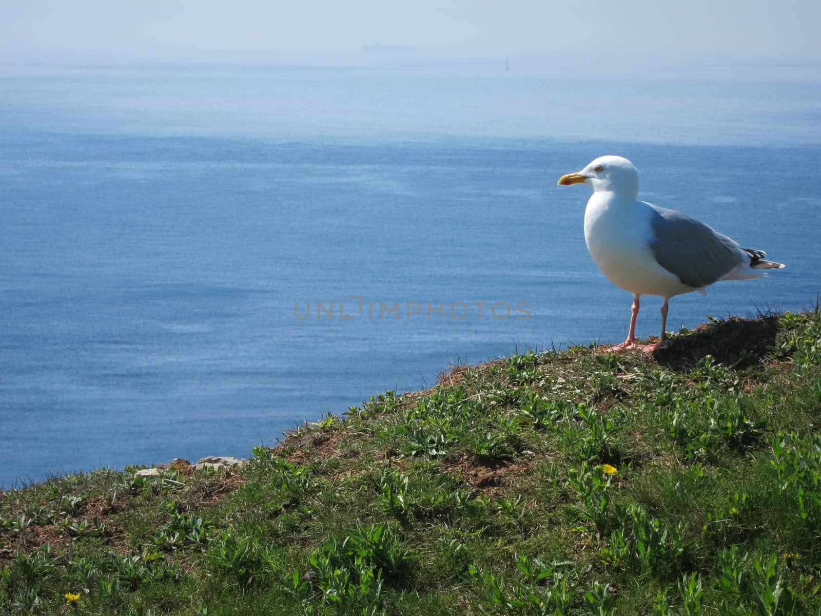 seagull sitting high over ocean looking over the ocean
