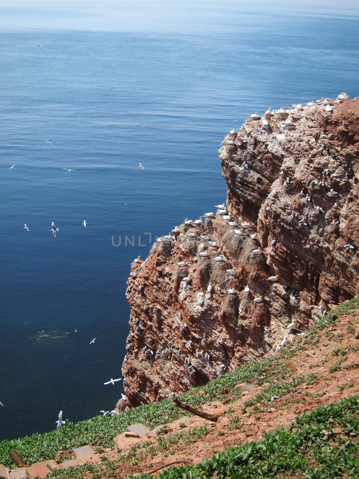 red cliff of Helgoland with breeding sea birds