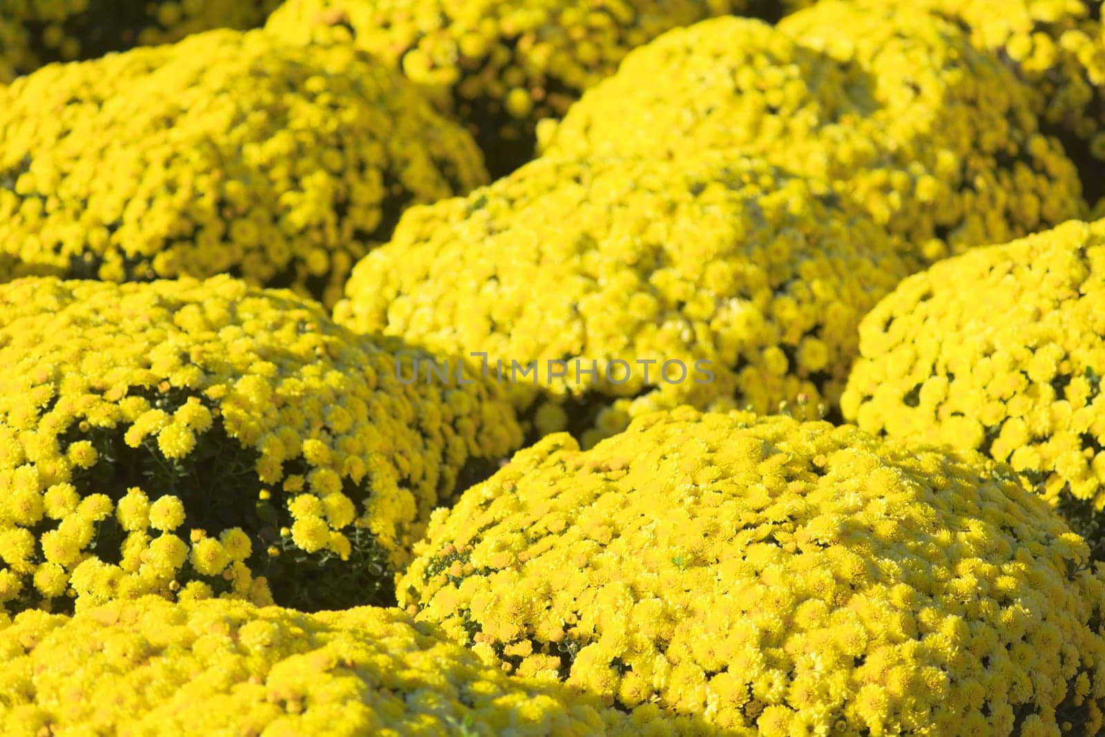 Bright Chinese New Year flower market fair.