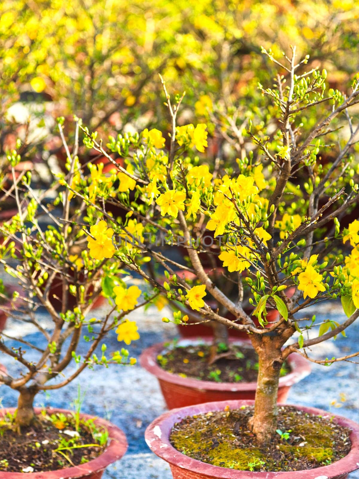 Bright Chinese New Year flower market fair.