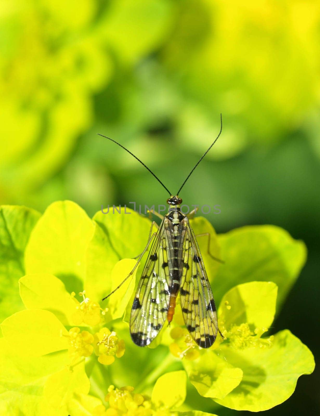 Scorpion fly