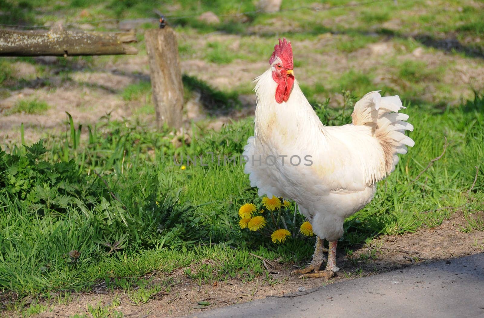 Rooster
