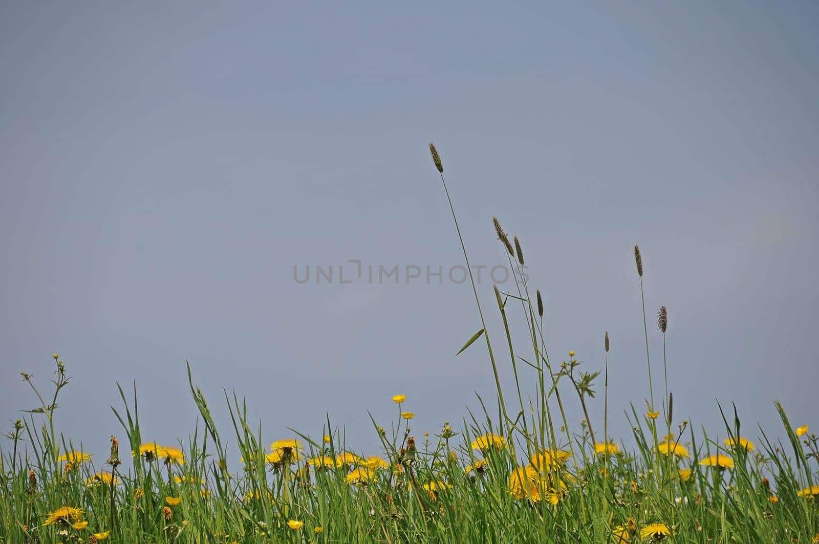 Dandelion meadow