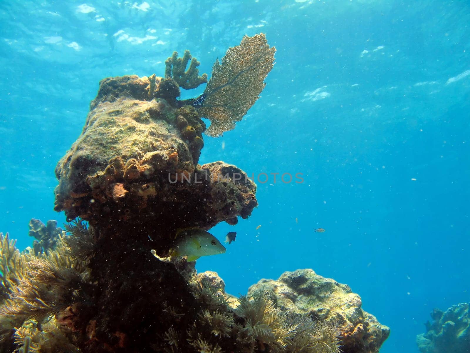 Pictures of Coral in Key Largo, Florida